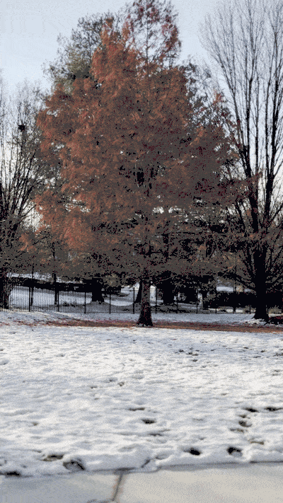Red/Black Bloom Cocoon
